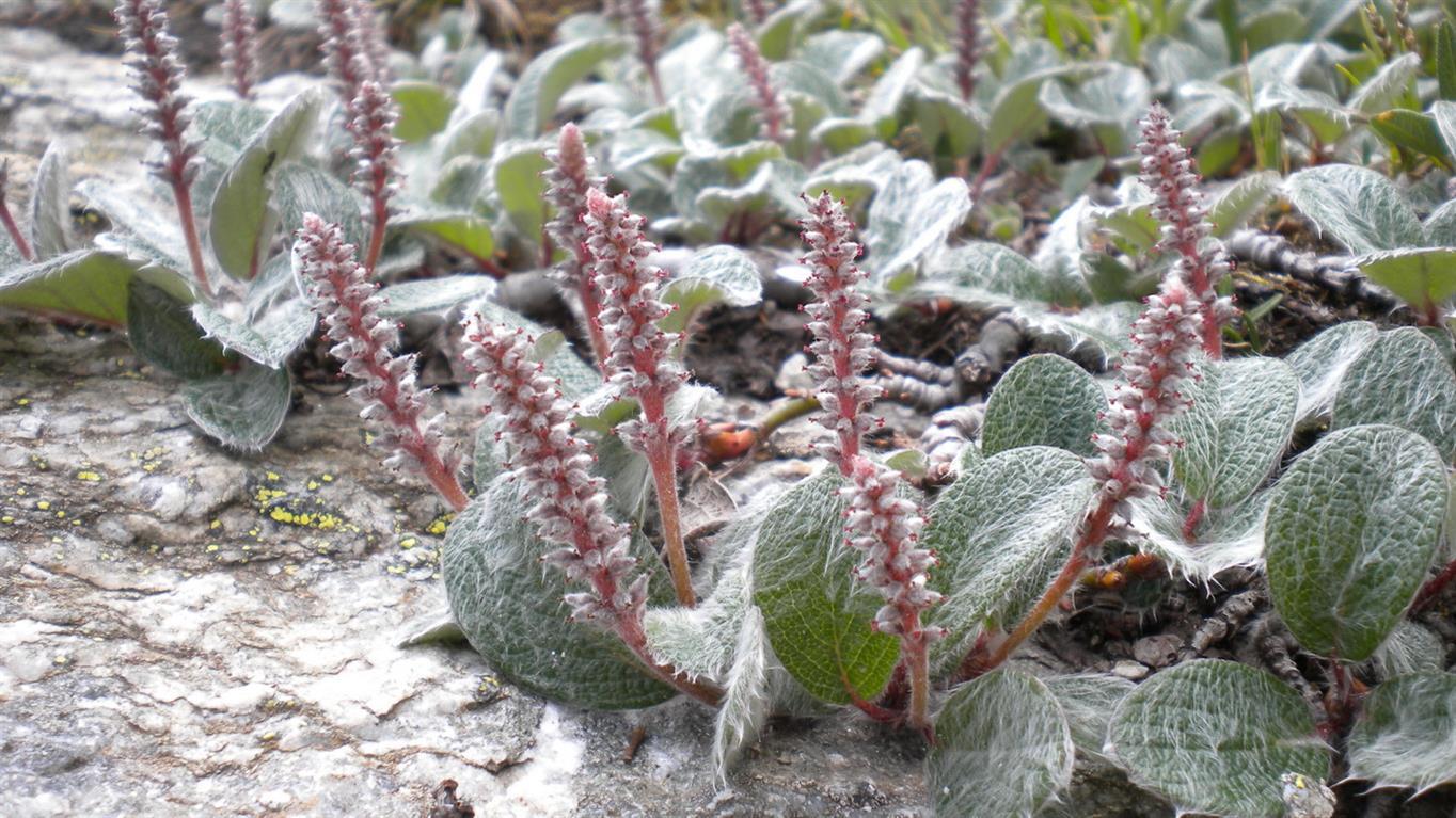 Salix reticulata / Salice reticolato